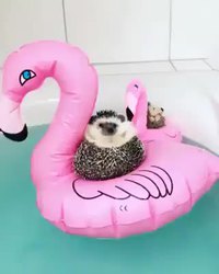 Une vie d'hérisson