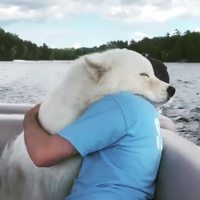 Un ours blanc attaque un homme