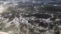 Subitement une baleine à bosse