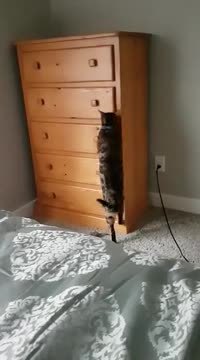 Discretos (le chat)