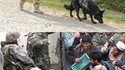 Spec dogs