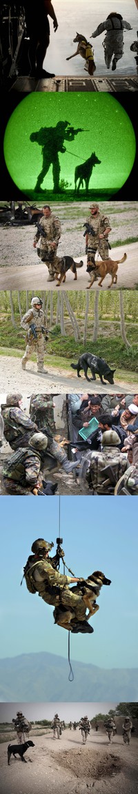 Spec dogs