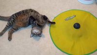 Un entrainement de chat