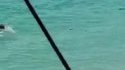 Un requin donne une frayeur à des nageurs