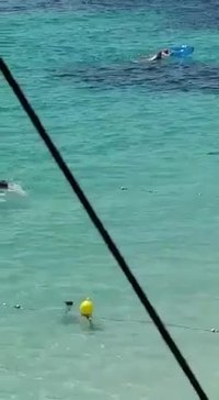 Un requin donne une frayeur à des nageurs