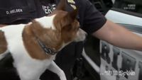 Il fait ses adieux à son chien avant de partir pour la prison
