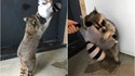 Cadeau pour un raton laveur