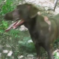 Le chien qui respire le plus rapidement au monde