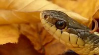 Microphone infra-sonique : le vrai bruit du serpent