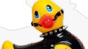 Canard SM