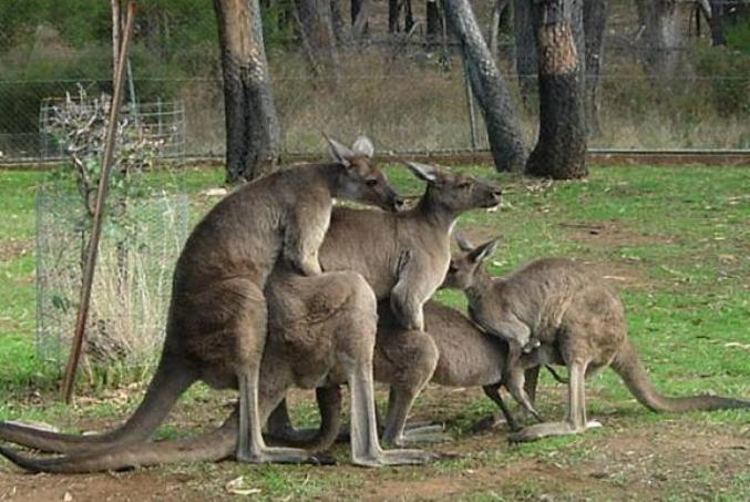 Un gang bang de kangourous.