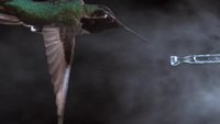 Colibri en slowmotion