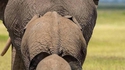 La patrouille des éléphants