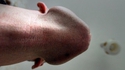 À la recherche des phallus perdus 168