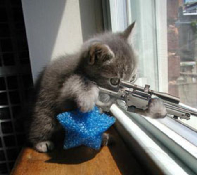 un chat qui vise au sniper