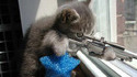 SnipperCat