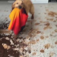 En tout cas, le chien a passé une bonne journée