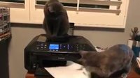 Une raison de plus pourquoi les chats font de mauvaises secrétaires