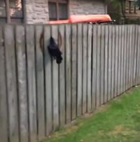 Sauvetage d'un corbeau