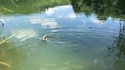 La dure vie de poisson