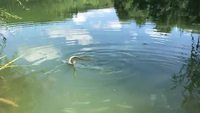 La dure vie de poisson