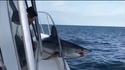 Un requin se piège tout seul sur un bateau