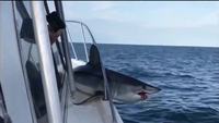 Un requin se piège tout seul sur un bateau