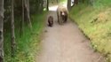 Rencontre dangereuse en forêt