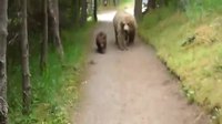 Rencontre dangereuse en forêt