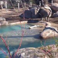 Un jeune éléphant qui n'aime pas les oiseaux
