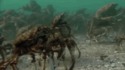 Le royaume des crabes