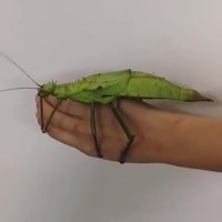 Mes animaux de compagnie