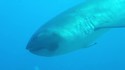 Un requin rare : le requin grande-gueule