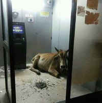 Une vache sacrée