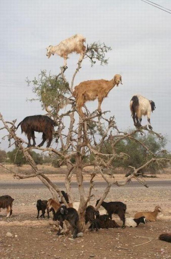 Des chèvres qui ont grimpé sur un arbre.