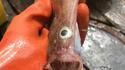 Il est frais mon poisson !