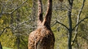 Pendant ce temps, au zoo de Fukushima...