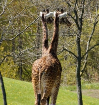 Pendant ce temps, au zoo de Fukushima...