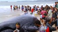 Une baleine échouée retrouve la liberté après 24 heures de sauvetage