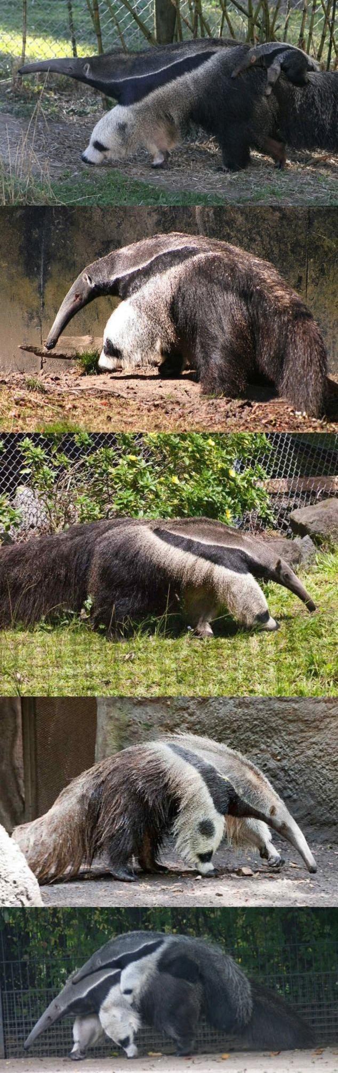 C'est pour changer du traditionnel panda...