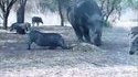 Un rhino en colère 