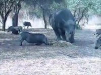 Un rhino en colère 