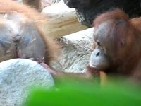 Orang-outan curieux