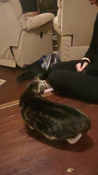 Avec ou sans oreilles