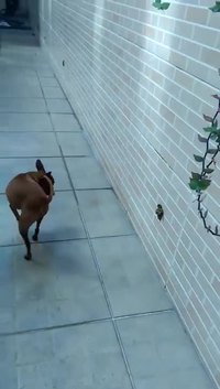 360 doggo freestyle