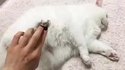 Le point faible des chats