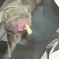 Comment rendre fou son chien