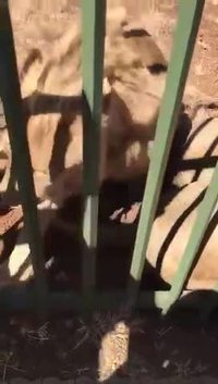 Le génie du jour : Il caresse un lion et se fait mordre