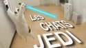 Les chats jedi