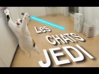 Les chats jedi